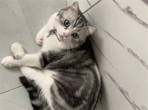 哺乳期母猫喘气厉害