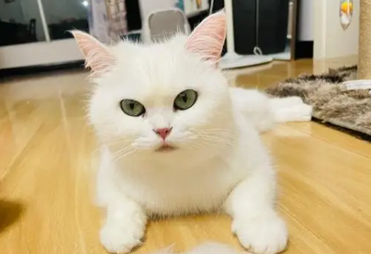 猫掉毛怎么办最有效的方法
