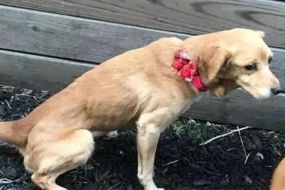 狗右后腿突然不敢落地了一碰就叫