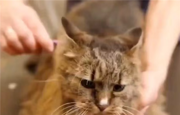 猫咪掉毛咋办