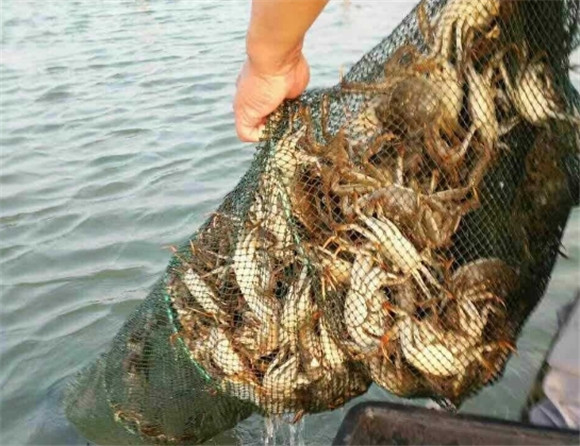 大闸蟹保存冷冻还是冷藏 大闸蟹保存冷冻还是冷藏