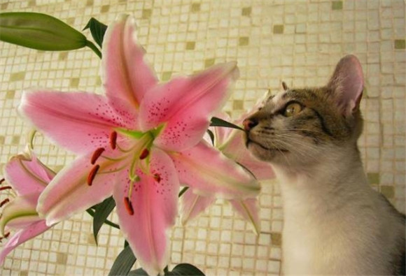 百合花与猫咪可以接触吗
