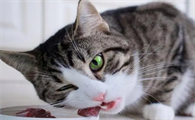 猫咪吃什么食物比较好