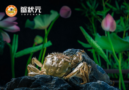 蟹状元的螃蟹怎么吃
