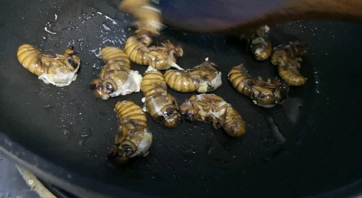 吃金蝉的好处与功效与作用