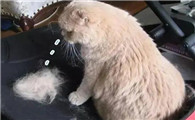 猫掉毛怎么办教你一招解决