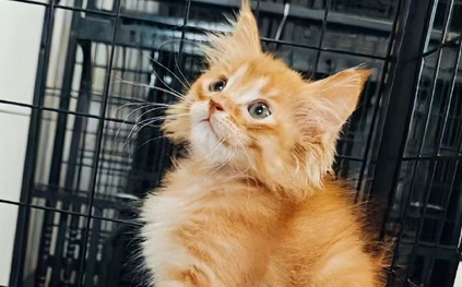 被猫抓伤了多久过安全期 被猫抓伤了多久过安全期