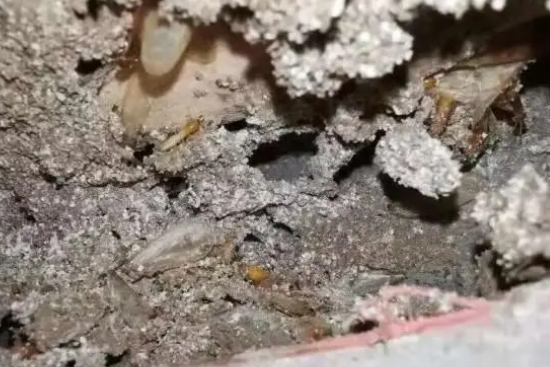 白蚁到处飞怎么办