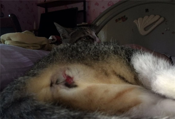 猫生产前几天会有分泌物流出吗