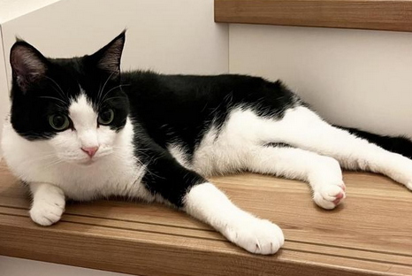 被猫抓伤怎么判断没事 被猫抓伤怎么判断没事