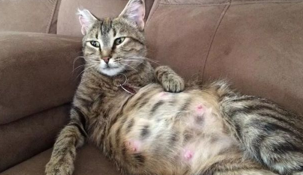 辨别母猫假孕的方法