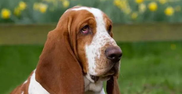 您知道巴吉度犬和比格犬有什么区别吗？