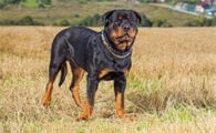 罗威纳犬的二十五个缺点