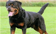 罗威纳犬：探秘其非凡起源与独特魅力