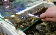 北海有大闸蟹卖吗