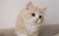 猫咪能吃虾肉吗