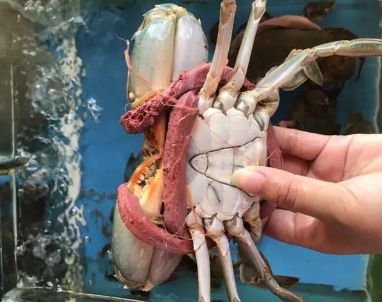肉蟹如何保存活