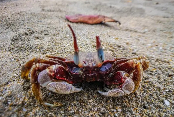 海蟹几月吃最肥 海蟹几月吃最肥