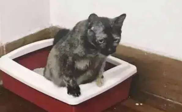 为什么说玳瑁猫是世界上最丑的猫？答案在这里