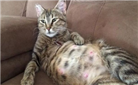 辨别母猫假孕的方法