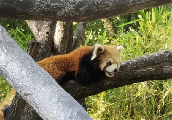 浣熊是不是保护动物