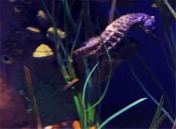 海龙是不是海马