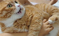 冬天猫在外面会冻死吗