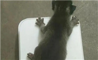 3个月小猫多重
