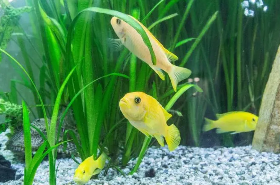 老人养鱼当宠物养可以吗