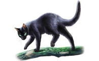 测一测你的猫武士本命猫