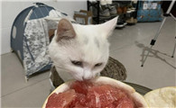 猫能吃蜜柚吗