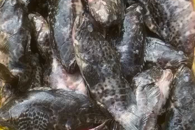 石斑鱼今日价格