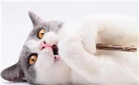 宠物医院测猫瘟准确吗