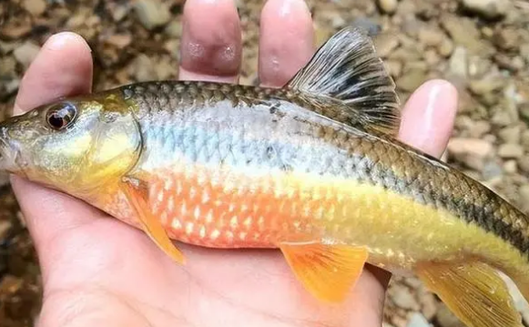 溪水石斑鱼价格 溪水石斑鱼价格