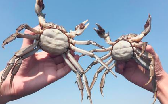 贝师傅大闸蟹真的阳澄湖吗