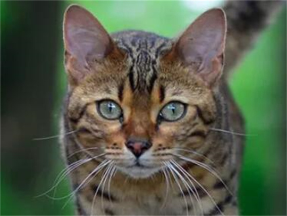 猫咪产前多久有奶水