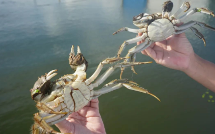 死蟹为何不能吃? 死蟹为何不能吃?
