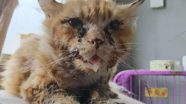 杯状病毒猫咪症状