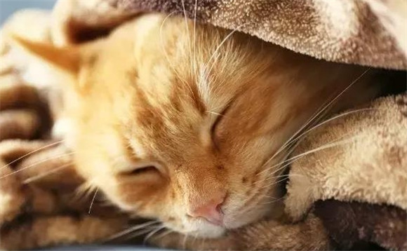 被猫惹生气了就会虐猫