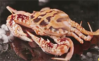 红花蟹怎么吃