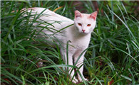 橙色瞳孔的猫叫什么