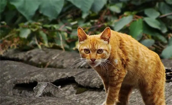 每日一猫，探索四川简州猫的独特魅力