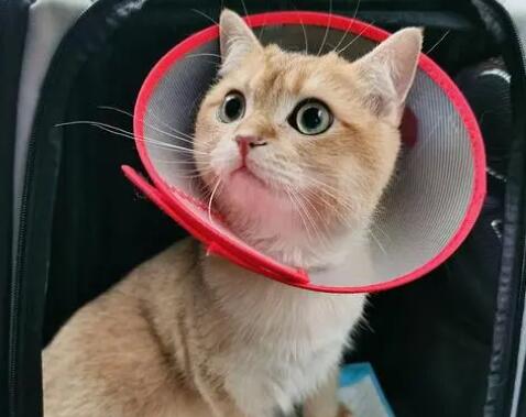 吃加巴喷丁会不会对猫不好 吃加巴喷丁会不会对猫不好
