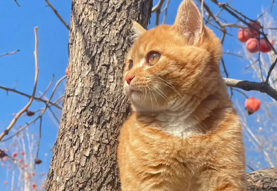 哺乳期猫吐了是什么原因