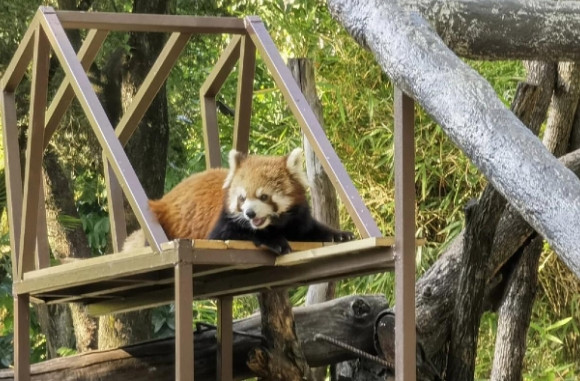在哪里可以买浣熊