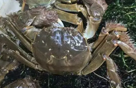 河蟹该怎么养殖 河蟹该怎么养殖