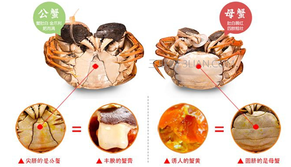 公螃蟹好还是母螃蟹好吃