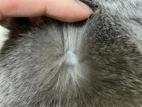 猫猫脖子后面突然有一块硬硬的