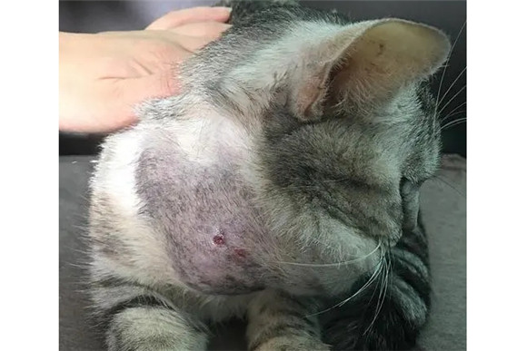 猫咪脖子长皮下软包