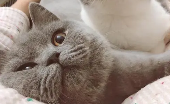 本人长期上门回收宠物猫 本人长期上门回收宠物猫